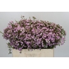Chamelaucium Dancing Queen