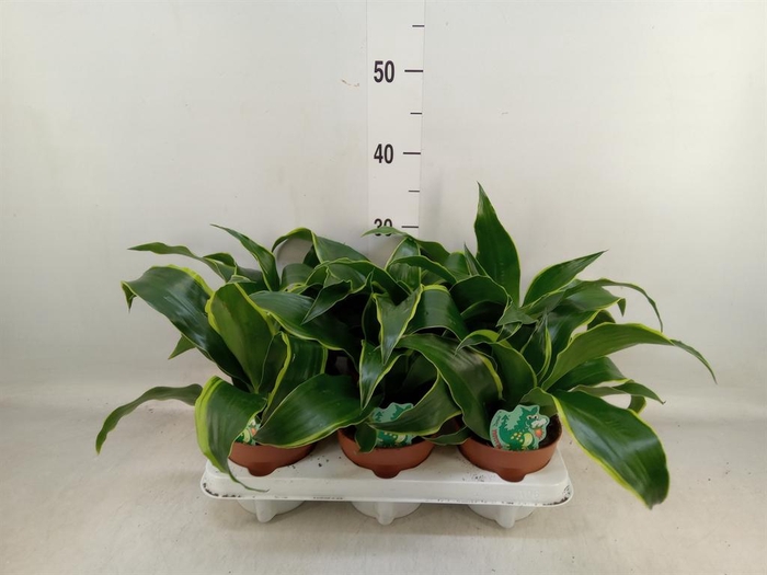 <h4>Dracaena frag. 'Dorado'</h4>