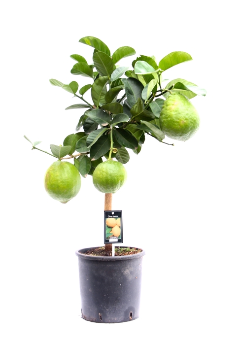 <h4>Citrus Lipo stem P22</h4>