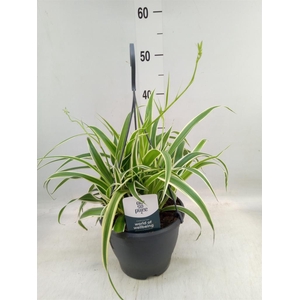 Chlorophytum com. 'Vittatum'