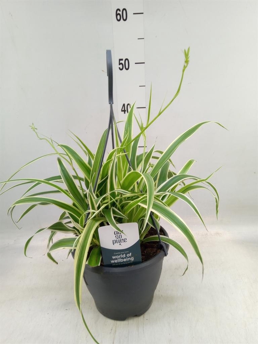 <h4>Chlorophytum com. 'Vittatum'</h4>