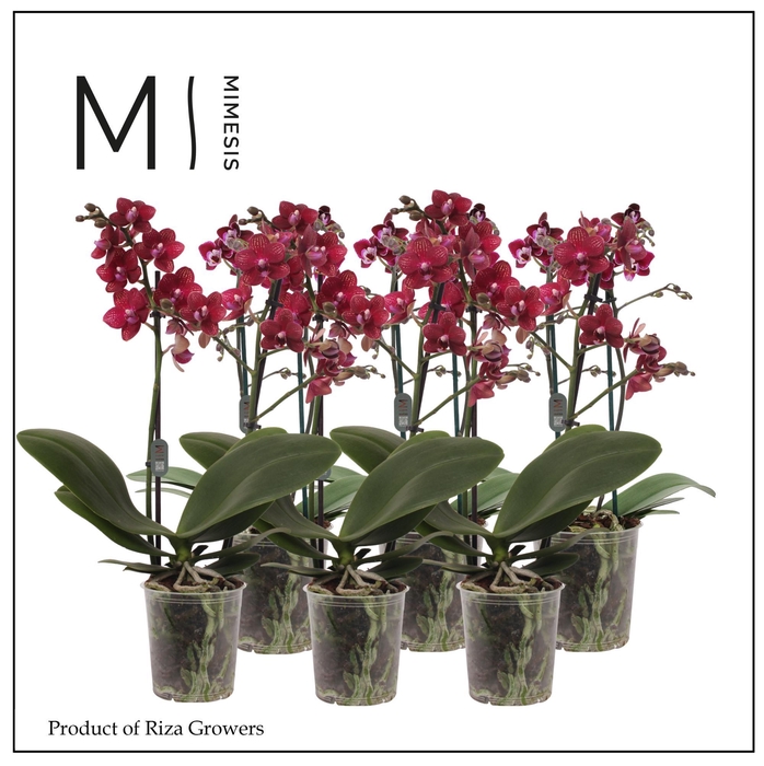 <h4>Phalaenopsis Multi Red 2 spike - 12cm | Mimesis</h4>