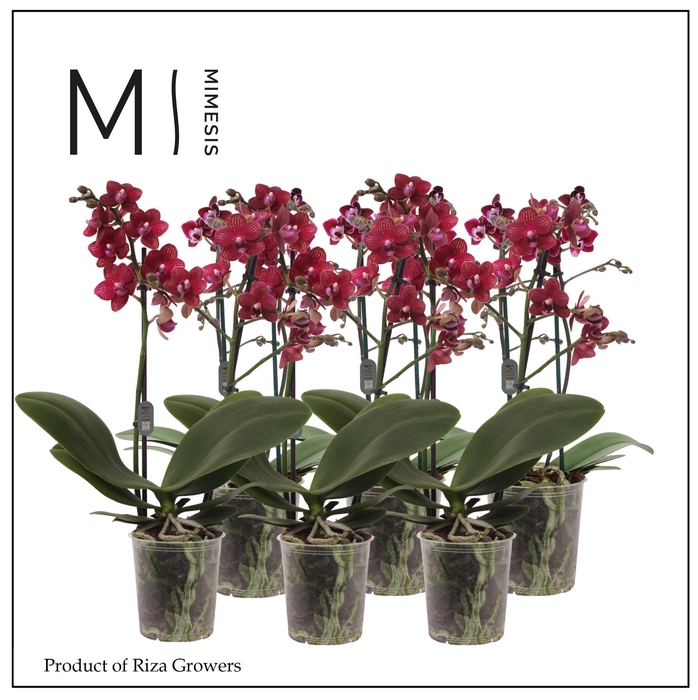 <h4>Phalaenopsis Multi Red 2 spike - 12cm | Mimesis</h4>