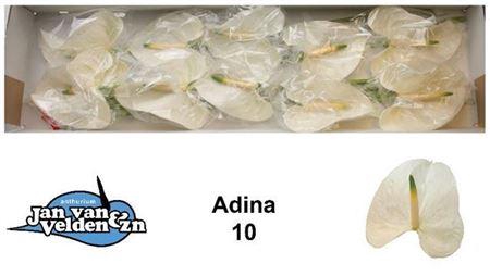<h4>Anth A Adina Wit X 10</h4>