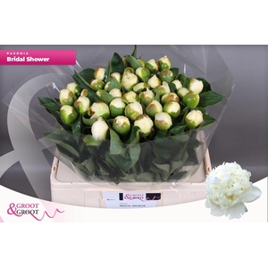 PAEO L BRIDAL SHOWER