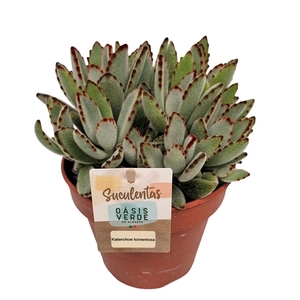 Kalanchoe NF tomentosa