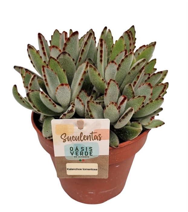 <h4>Kalanchoe NF tomentosa</h4>