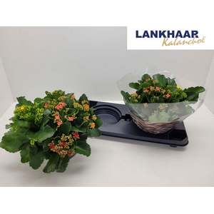 KAL EN GEM IN POT