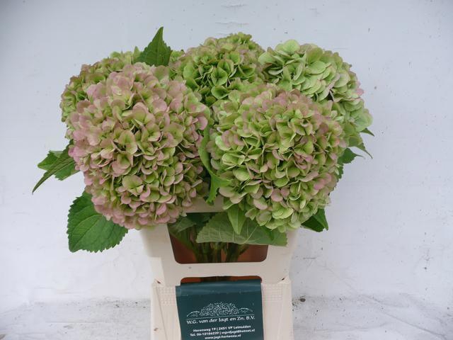 <h4>HYDR M  BLIZZARD CL</h4>