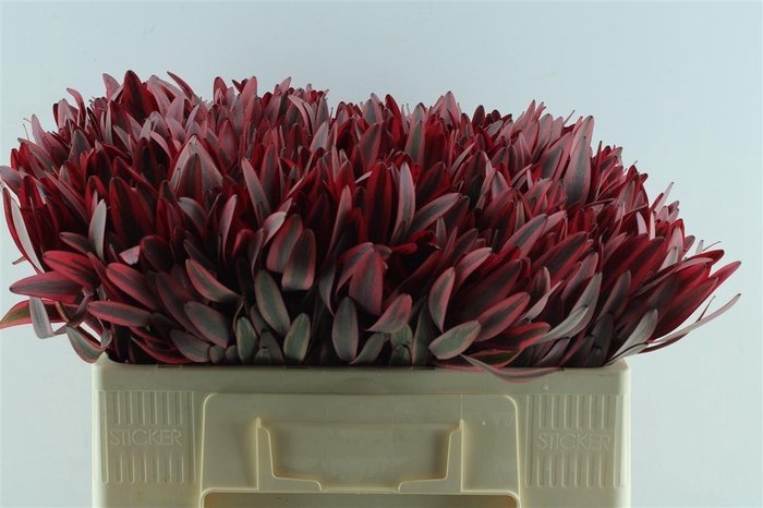 <h4>Leucad Jester</h4>