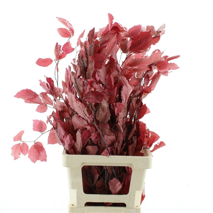 <h4>Pres Beech Leafs Lila</h4>