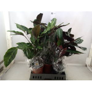 Calathea   ...mix 4