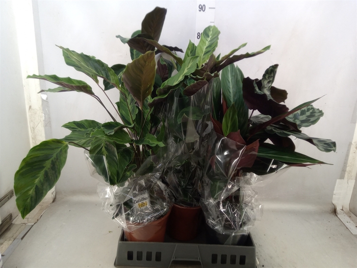 Calathea   ...mix 4