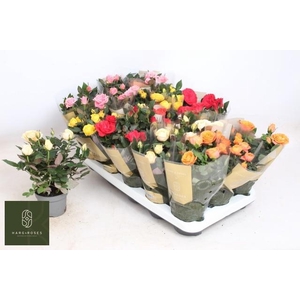 RO KORDAN GRANDE GEM