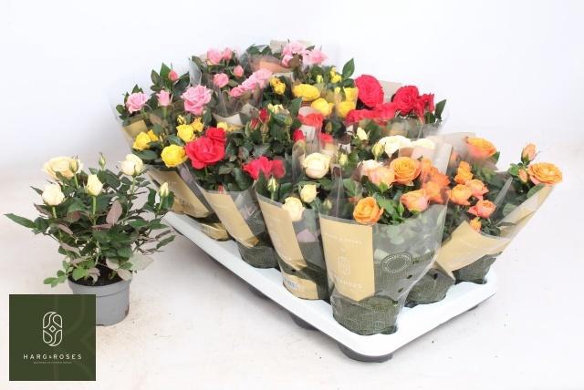 <h4>RO KORDAN GRANDE GEM</h4>