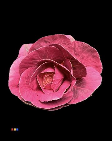 <h4>Brassica Cerise</h4>