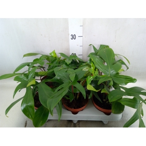 Philodendron   ...