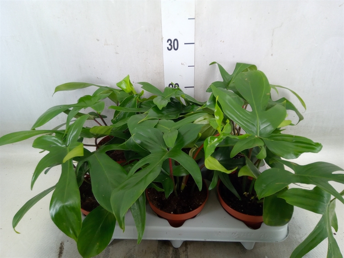<h4>Philodendron   ...</h4>