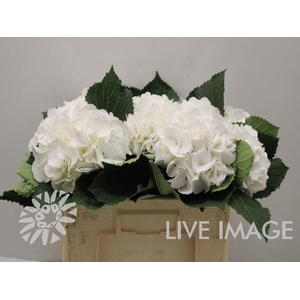 Hydrangea schneeball