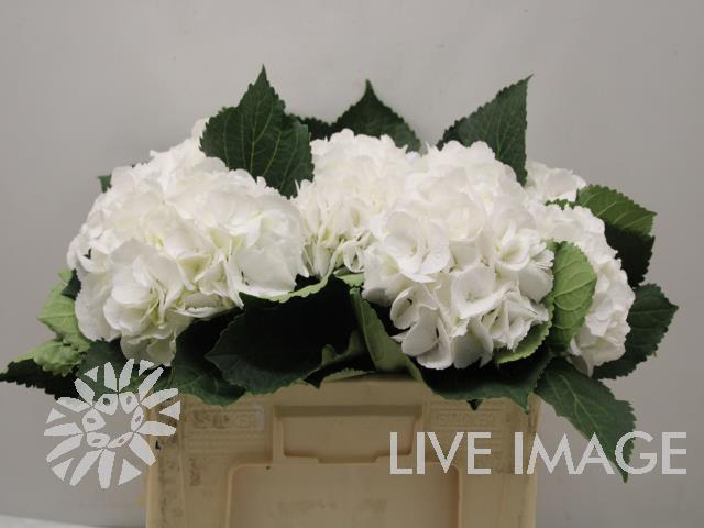 <h4>Hydrangea schneeball</h4>