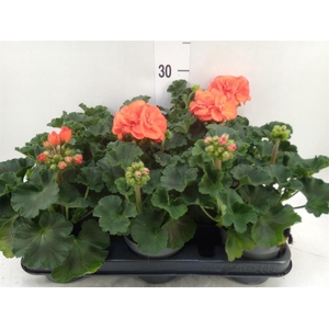 Pelargonium zona.   ...F1