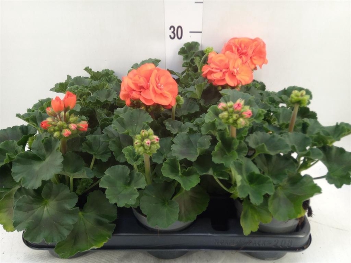 <h4>Pelargonium zona.   ...F1</h4>
