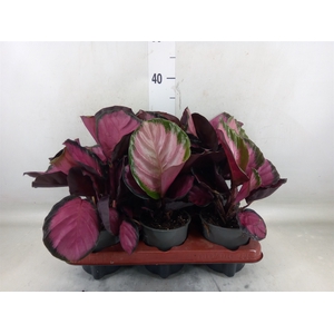 Calathea roseopicta 'Crimson'