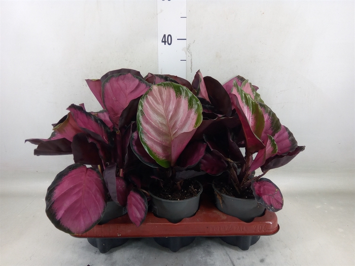 <h4>Calathea roseopicta 'Crimson'</h4>