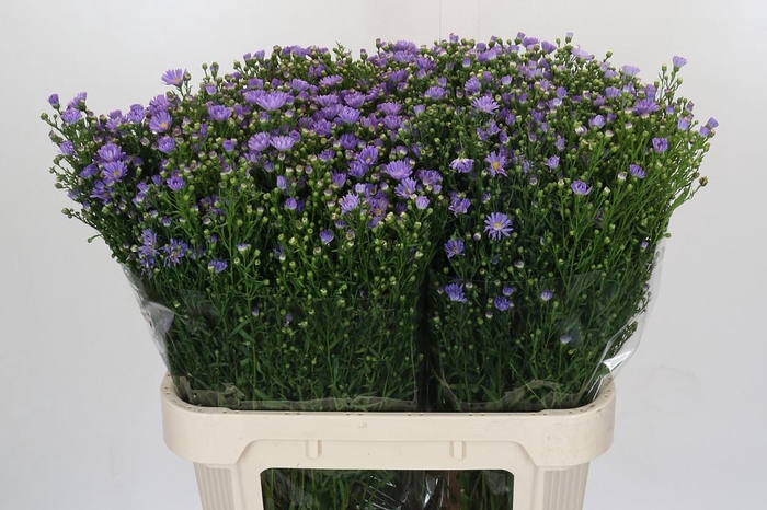 <h4>Aster Cassandra</h4>