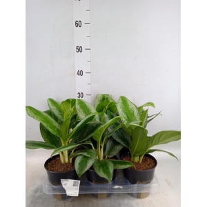Aglaonema   ...