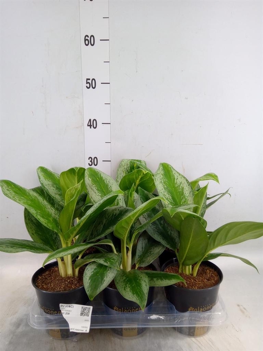 <h4>Aglaonema   ...</h4>