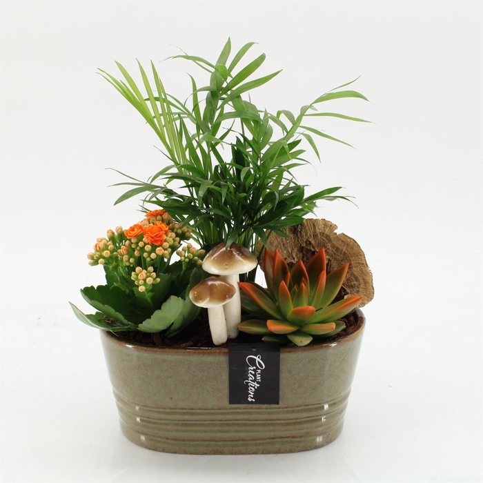 <h4>Arr.   Kamerplant Bloei H%</h4>