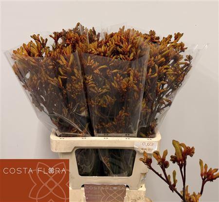 <h4>Anigoz Gold Fever 70cm</h4>