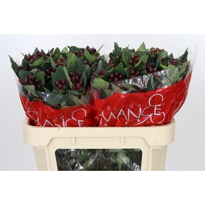 Hypericum Rocky Romance Spray