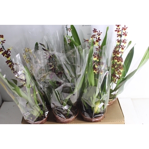 ONCIDIUM P15