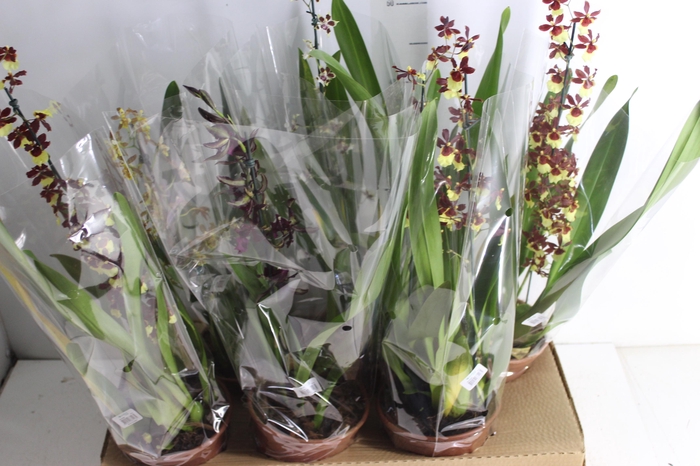 <h4>ONCIDIUM P15</h4>