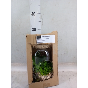 Arr.   Kamerplant Groen L%