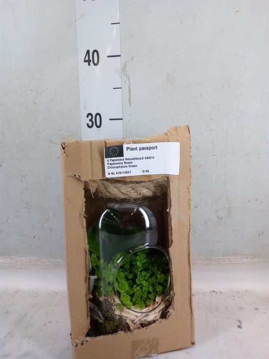 <h4>Arr.   Kamerplant Groen L%</h4>