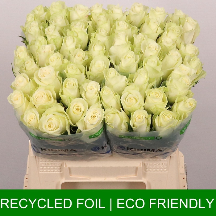 <h4>R GR ATHENA</h4>