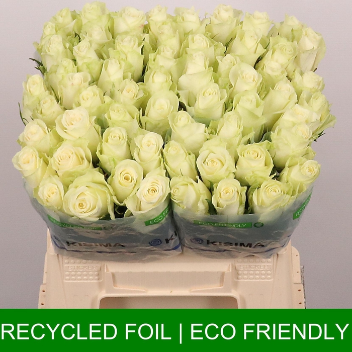 <h4>R GR ATHENA</h4>