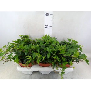 Hedera helix 'Shamrock'