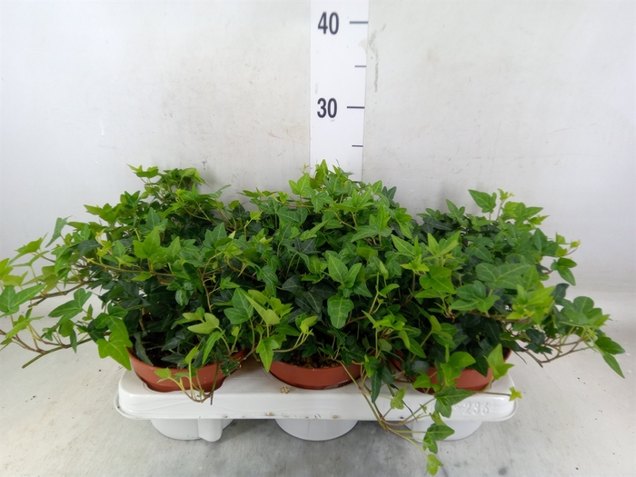 <h4>Hedera helix 'Shamrock'</h4>