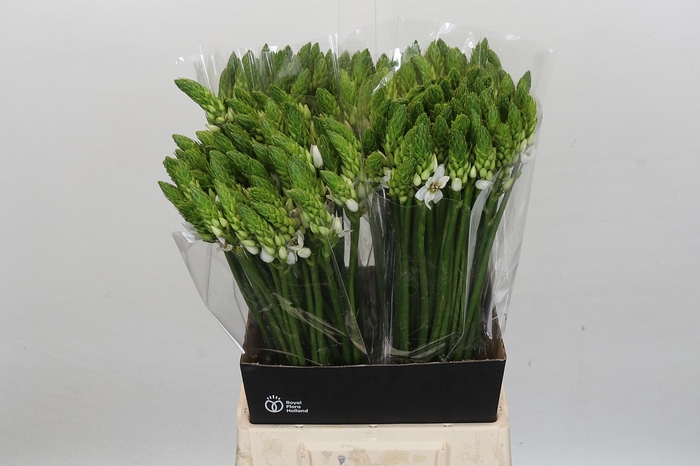 <h4>Ornithogalum Mount Fuji</h4>