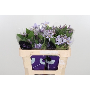 Clem Star River Lavendel