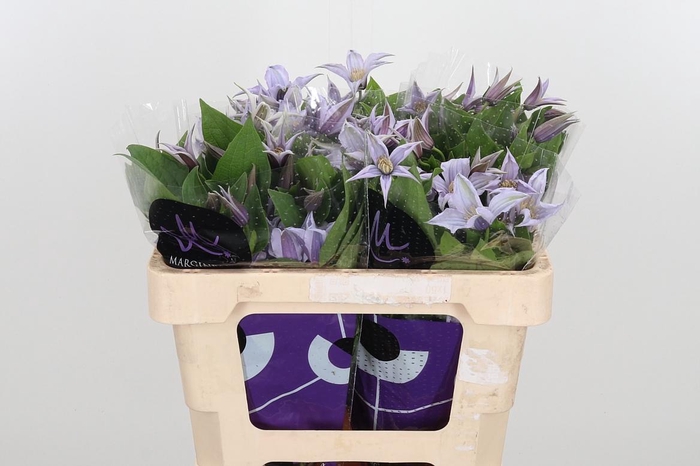 <h4>Clem Star River Lavendel</h4>