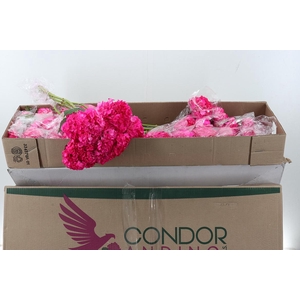 Hydr Candy Tinted Sel Box