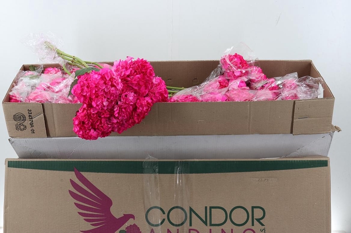 <h4>Hydr x10 Candy Sel Box</h4>