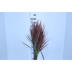 FOLHAGEM DRACENA TRICOLOR