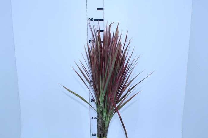 FOLHAGEM DRACENA TRICOLOR