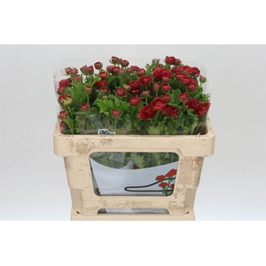 Ranunculus Butterfly Hades